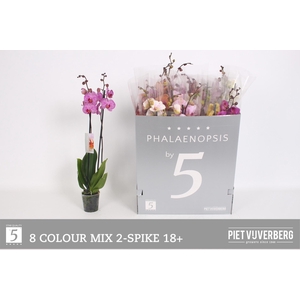 PHAL AN NOTTINGHAM