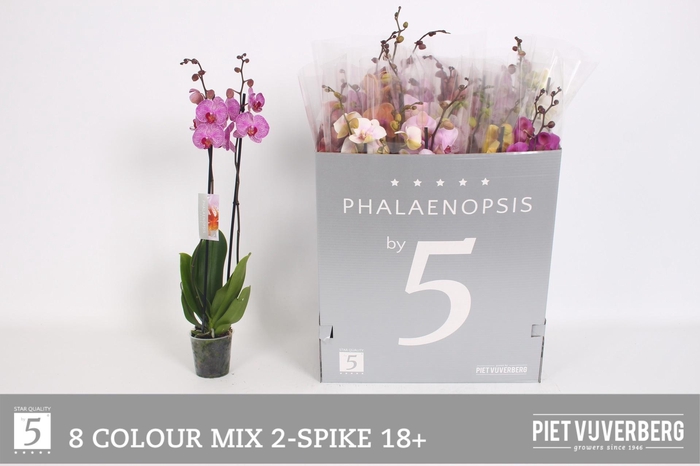 <h4>PHAL GEM 8 KL</h4>