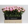 Paeonia Sarah Bernhardt XL