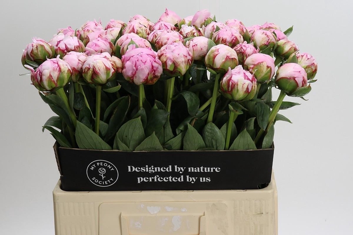 <h4>Paeonia Sarah Bernhardt XL</h4>