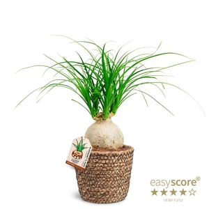 BEAUCARNEA RECURVATA p12 basket