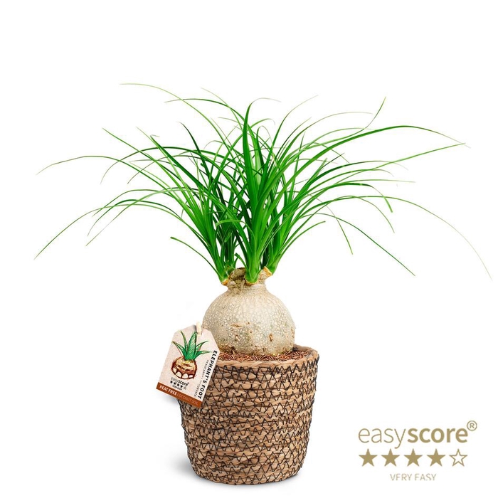 <h4>BEAUCARNEA RECURVATA p12 basket</h4>