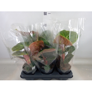 Philodendron   ...