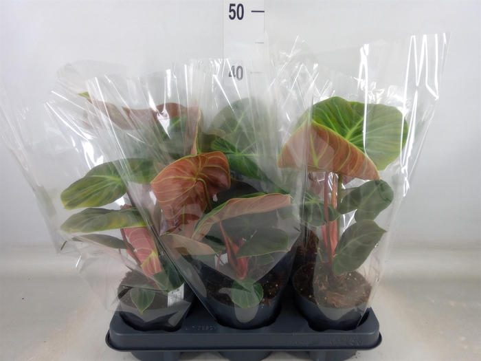 <h4>Philodendron   ...</h4>