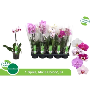 PHAL GEM 6 KL