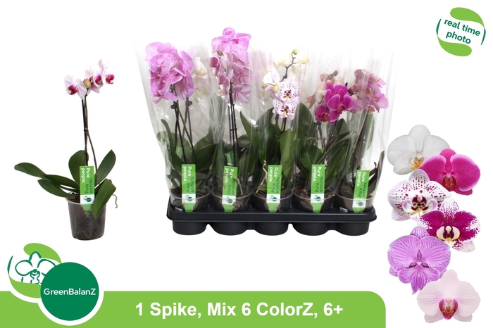 <h4>PHAL GEM 6 KL</h4>
