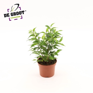 Ficus Natasja
