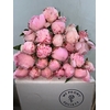 Paeonia Sarah Bernhardt