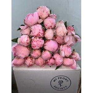 Paeonia Sarah Bernhardt