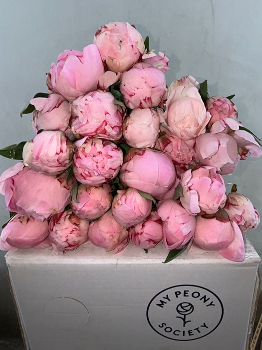 <h4>Paeonia Sarah Bernhardt</h4>