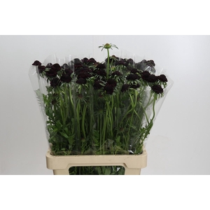Scabiosa Scoop Blackberry