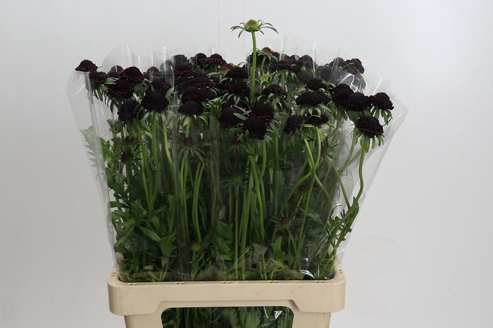 <h4>Scabiosa Scoop Blackberry</h4>