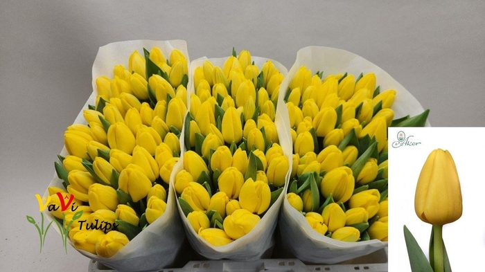 <h4>TU EN NOVI SUN</h4>