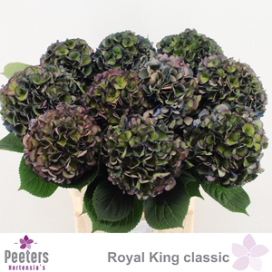 HYDR M ROYAL KING CL