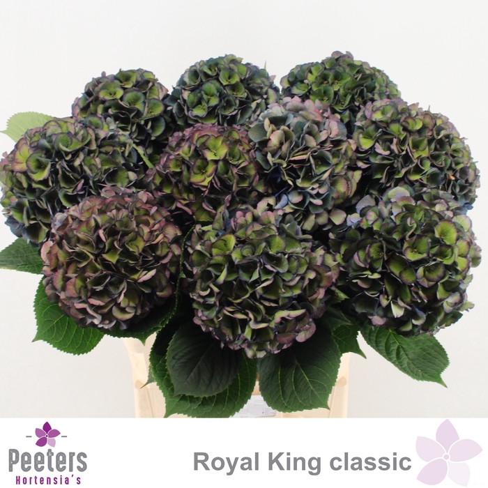 <h4>HYDR M ROYAL KING CL</h4>
