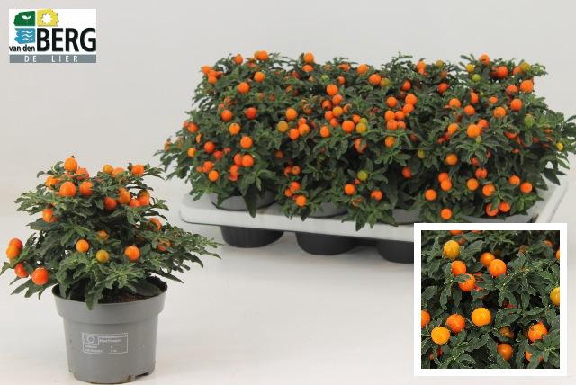 <h4>SOLAN PSEUDOCAPSIC</h4>