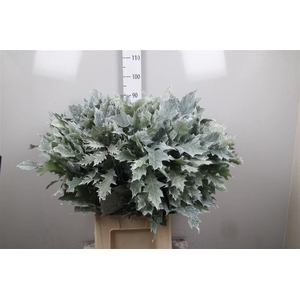 Querc Rub Ov Klb White