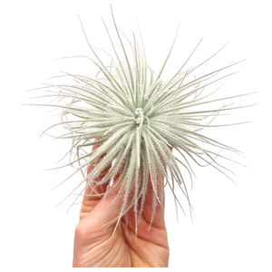 Tillandsia Tectorum white XL