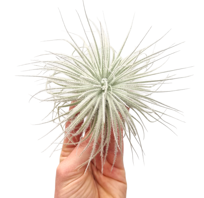 <h4>Tillandsia Tectorum white XL</h4>