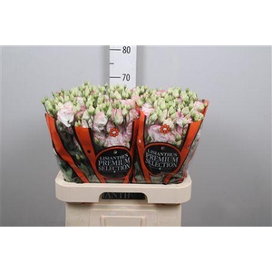 Eus G Croma Bridal Kiss