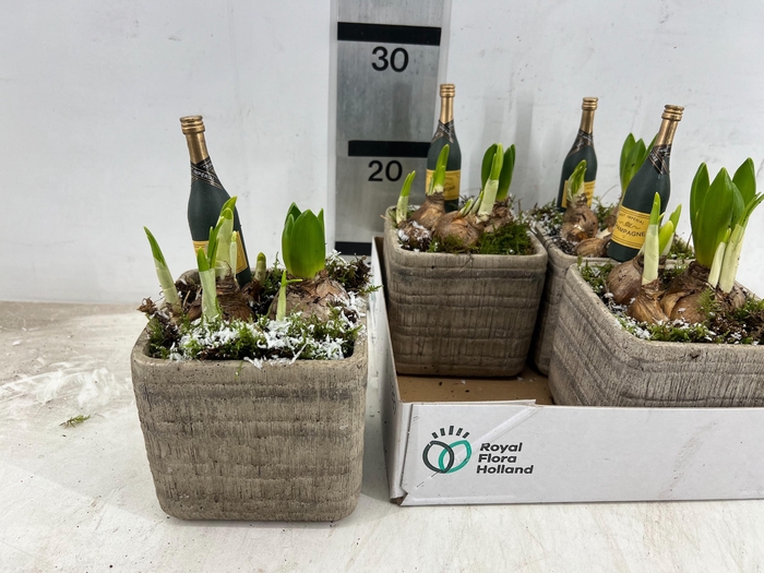 <h4>ARR BOL KNOLGEWAS</h4>