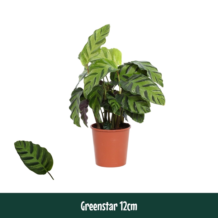 <h4>Calathea 12cm Greenstar - Living</h4>