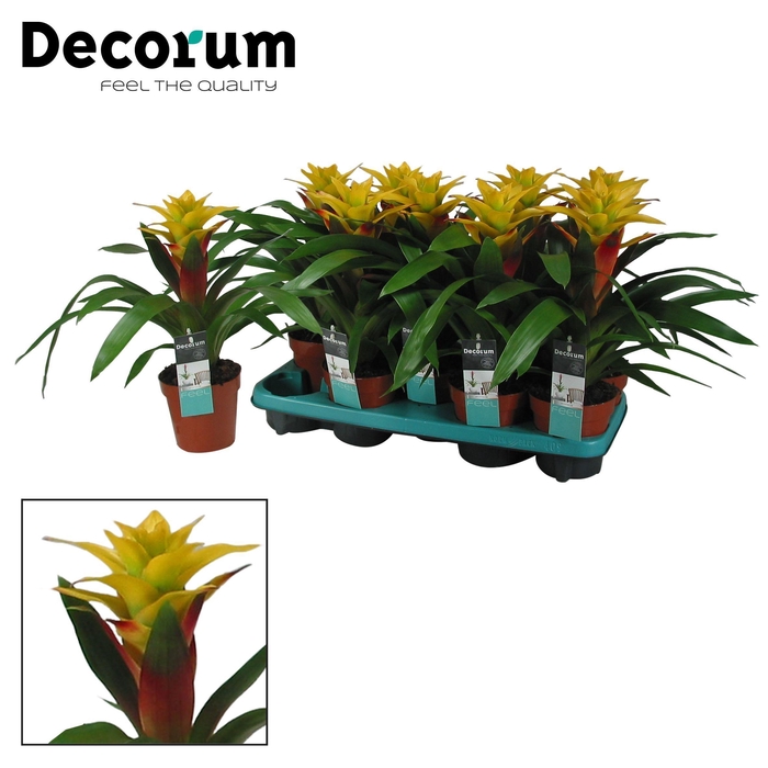 <h4>Guzmania Fancy Squarrosa (Decorum)</h4>