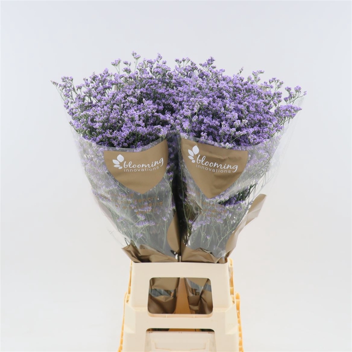 <h4>Limonium Utah Blue</h4>