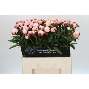 Paeonia Reine Hortense