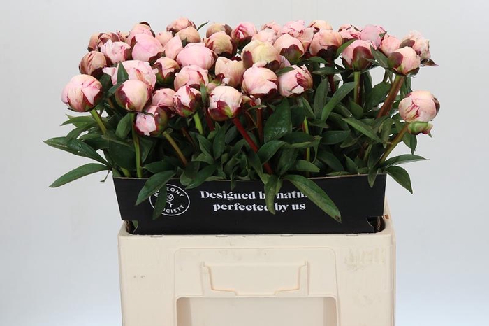 <h4>Paeonia Reine Hortense</h4>