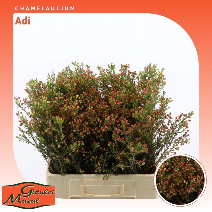<h4>Chamelaucium Adi</h4>