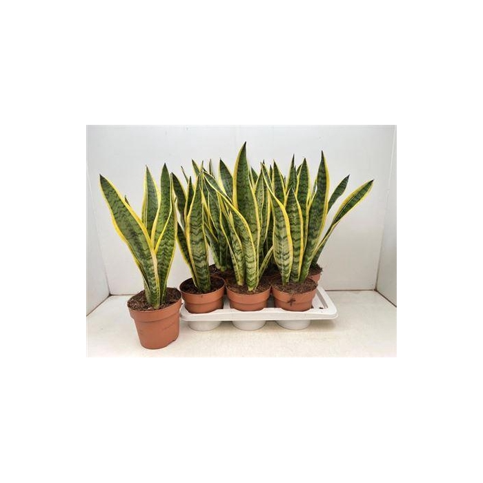 <h4>Sansev Laurentii</h4>