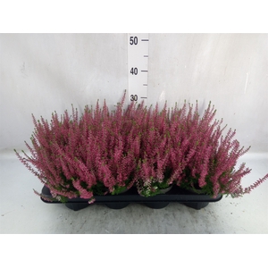 Calluna vulg. 'Garden G Martina'