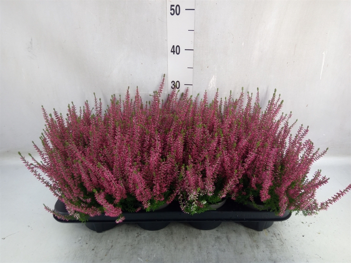 <h4>Calluna vulg. 'Garden G Martina'</h4>