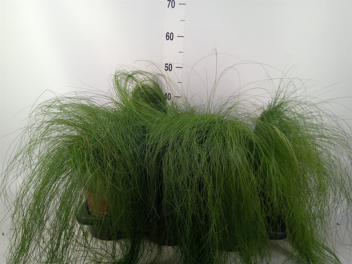 <h4>Stipa tenuifolia</h4>