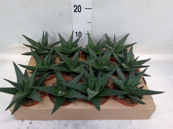 <h4>xGasterhaworthia  'Royal Highness'</h4>