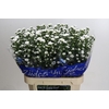 Aster Cassy