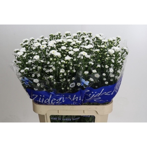 Aster Cassy
