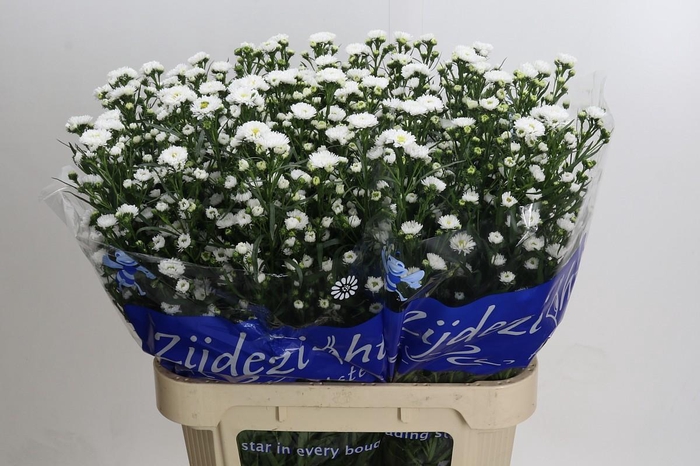 Aster Cassy