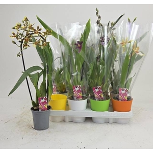 ORCHIDEEEN GEM