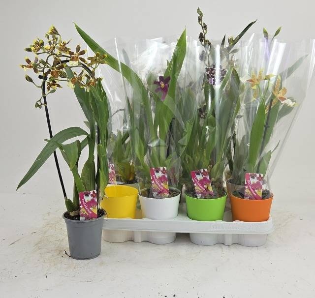 <h4>ORCHIDEEEN GEM</h4>