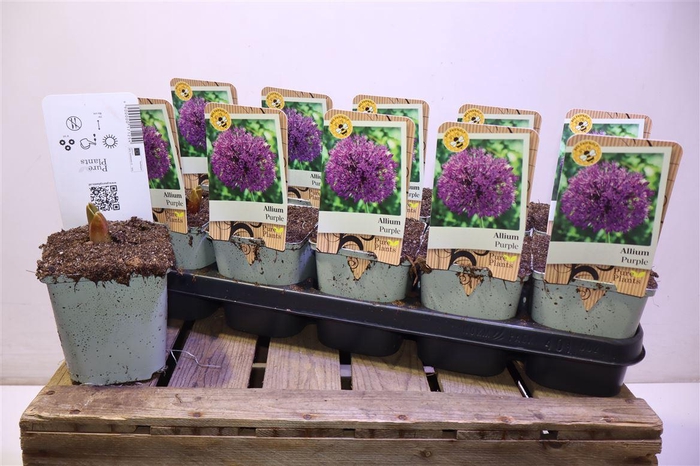 <h4>arr8 Alli Ov Purple</h4>