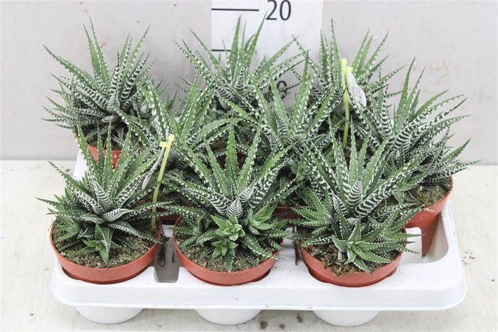 Haworthia Fasciata 'big Band'