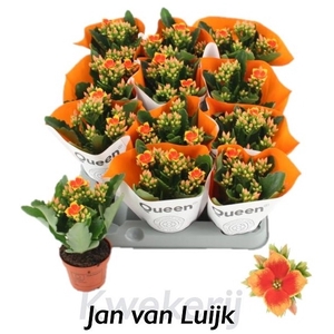 Kalanchoe African Robbie