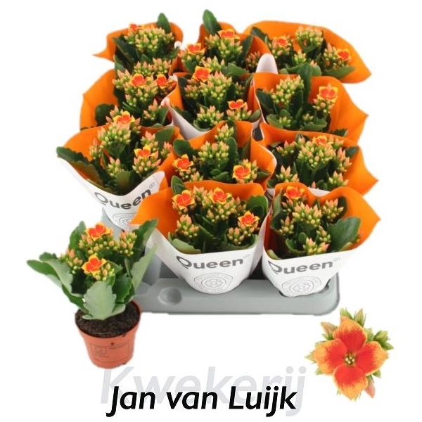 <h4>Kalanchoe African Robbie</h4>
