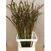 Salix Sekka Bandwilg