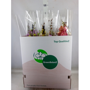 Phalaenopsis   ...mix