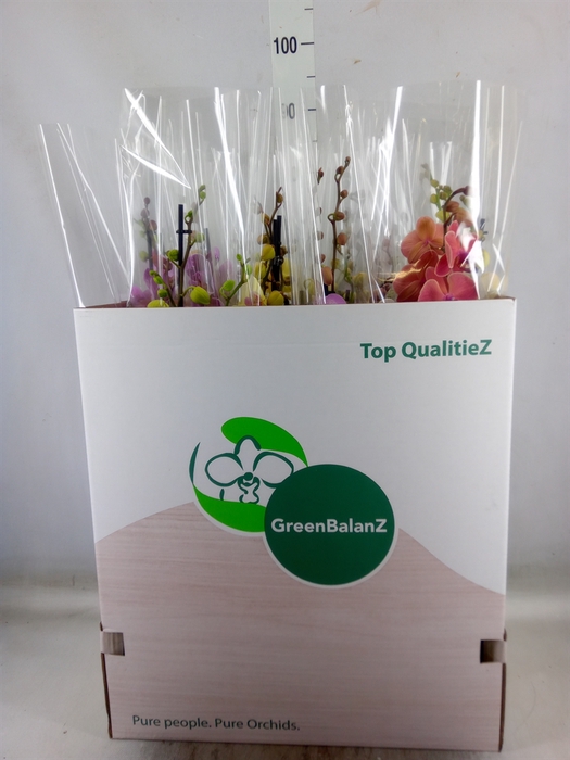 <h4>Phalaenopsis   ...mix</h4>
