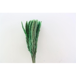 Dried Fluffy Pampas Light Green 20pcs Bunch