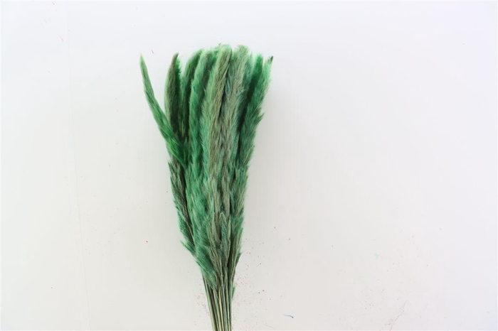 <h4>Dried Fluffy Pampas Light Green 20pcs Bunch</h4>